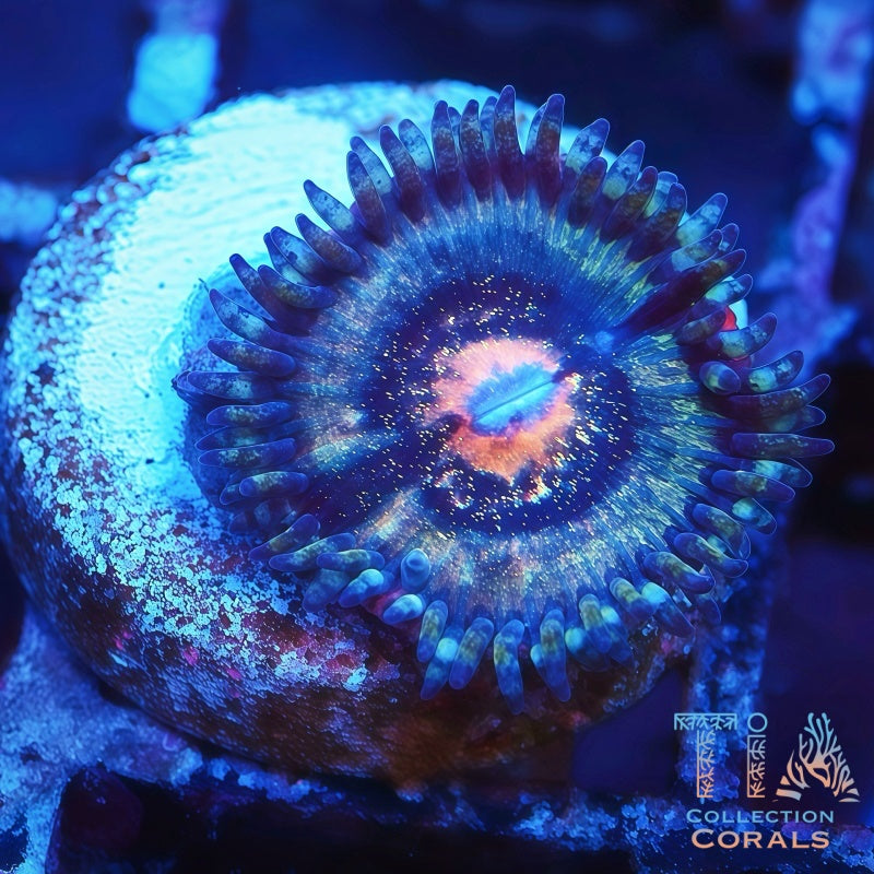 TIA Blue Supernova Zoanthids Frag - Live Softies Coral for Sale | TIA Coral