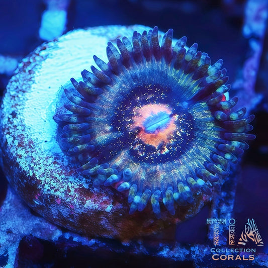 TIA Blue Supernova Zoanthids Frag - Live Softies Coral for Sale | TIA Coral