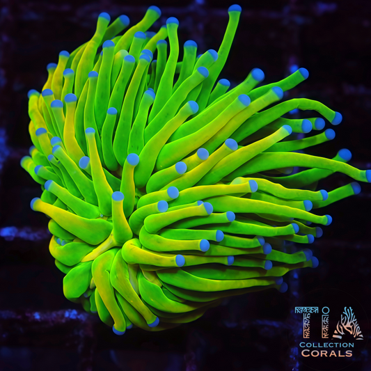 Blue Tips Holy Grail Torch - Live LPS Coral for Sale | TIA Coral