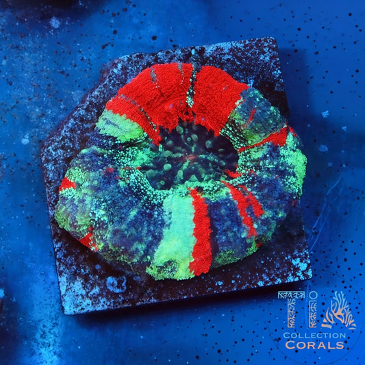 TIA Blue Warpaint Master Bowerbanki - Live LPS Coral for Sale | TIA Coral