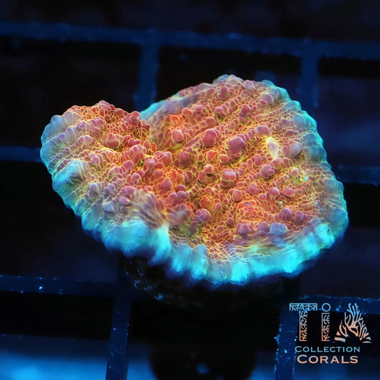 TIA Bubble Chalice Frag - Live LPS Coral for Sale | TIA Coral