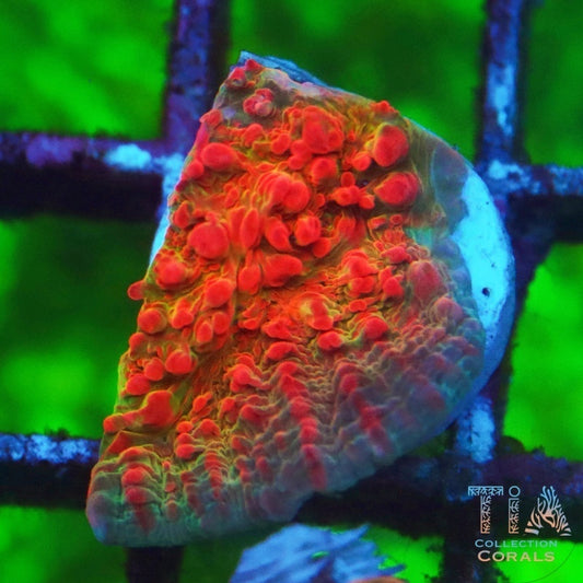 TIA Bubble Chalice Frag - Live LPS Coral for Sale | TIA Coral