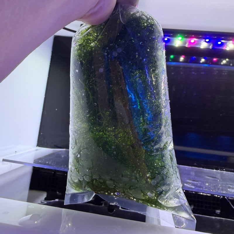 Chaeto Macro Algae - Live Marine Macro Algae for Sale | TIA Coral