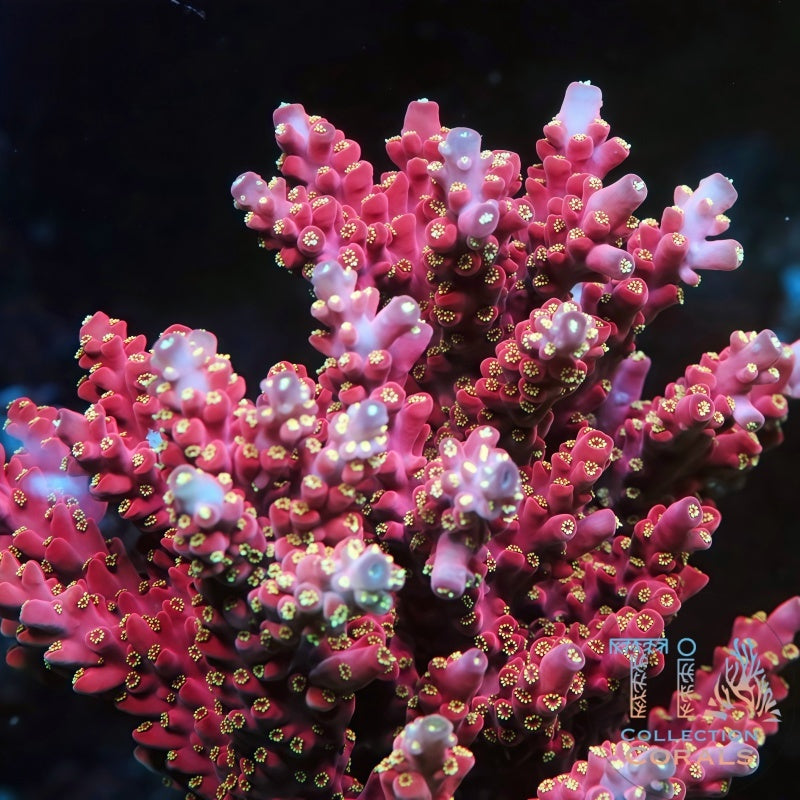 TIA Cherry Blossom Acropora Colony (cut to order), SPS coral