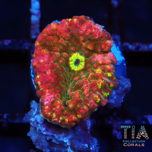 TIA Cherry Bomb Bounce Mushroom - Live Softies Coral for Sale | TIA Coral