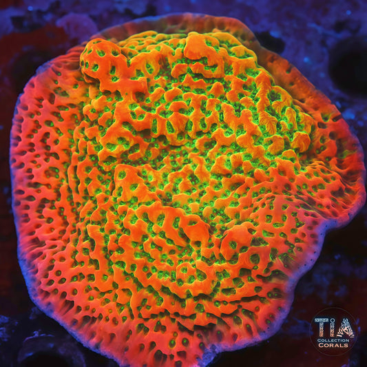Cherry Pie Montipora Colony (cut to order) - Live SPS Coral for Sale | TIA Coral