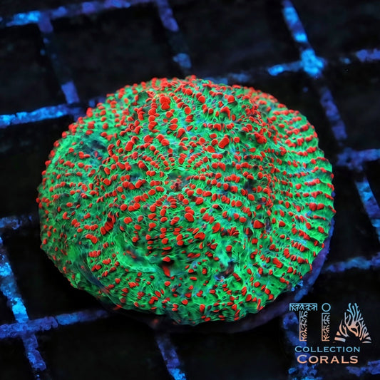 TIA Christmas Greetings Chalice Colony (cut to order) - Live LPS Coral for Sale | TIA Coral