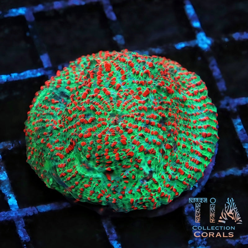 TIA Christmas Greetings Chalice Colony (cut to order) - Live LPS Coral for Sale | TIA Coral