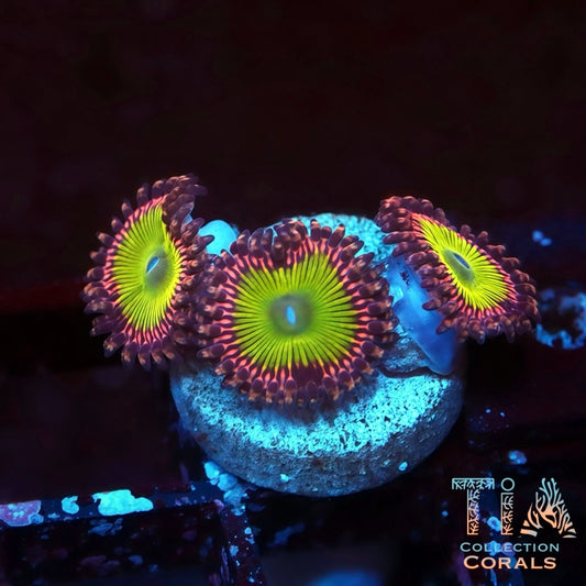 Chucky's Bride Zoanthids Frag - Live Softies Coral for Sale | TIA Coral
