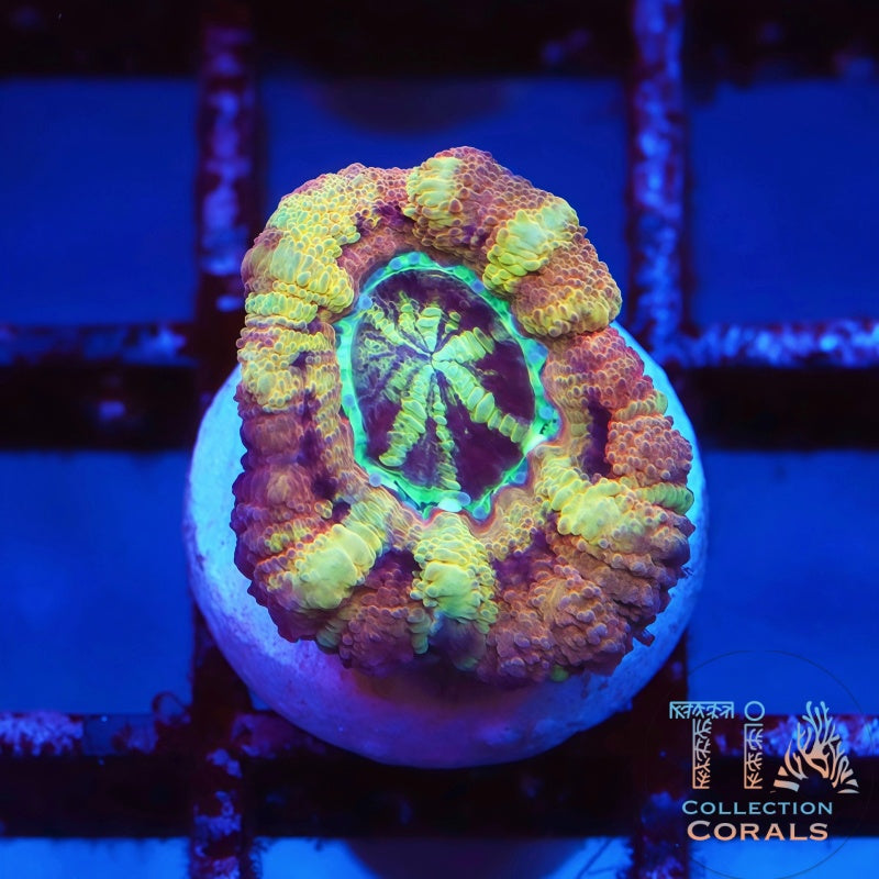 TIA Cosmic Candy Asian Acan Frag - Live LPS Coral for Sale | TIA Coral