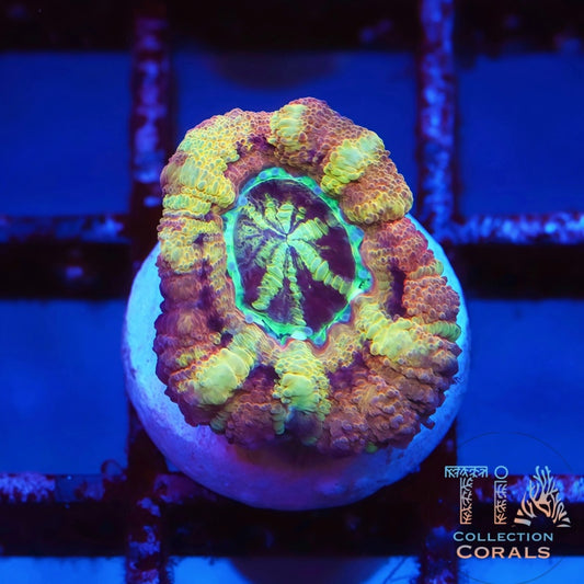 TIA Cosmic Candy Asian Acan Frag - Live LPS Coral for Sale | TIA Coral