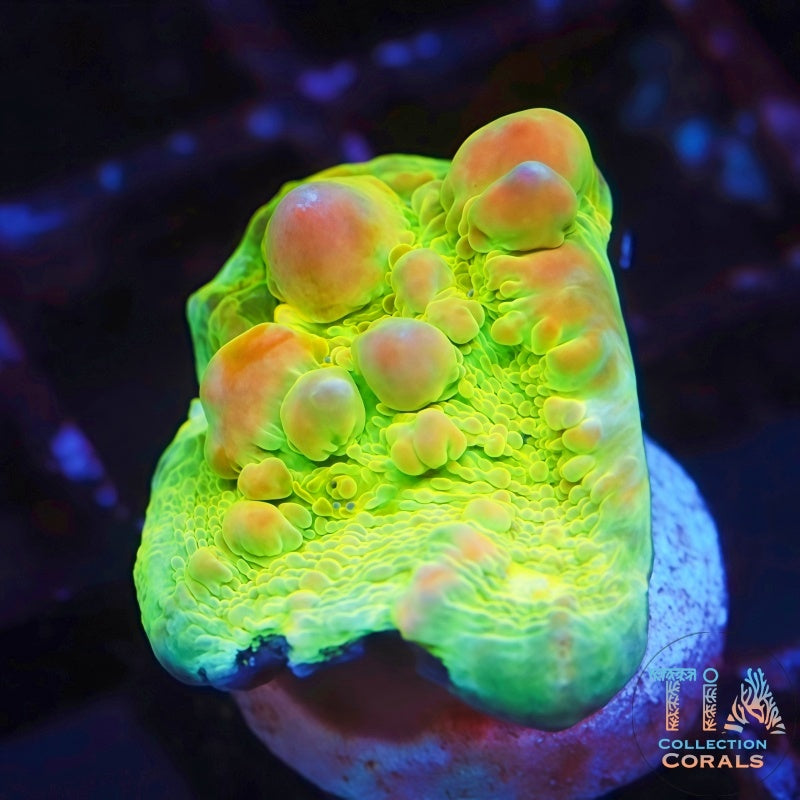 TIA Cosmic Candy Bounce Chalice - Live LPS Coral for Sale | TIA Coral