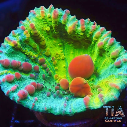 TIA Cosmic Candy Bounce Chalice - Live LPS Coral for Sale | TIA Coral