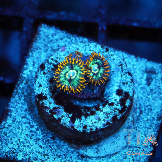 Cosmic Hornet Zoanthids Frag - Live Softies Coral for Sale | TIA Coral