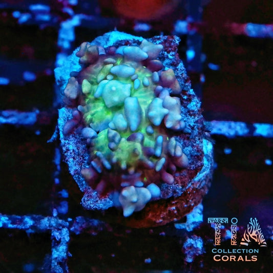 TIA Cotton Candy Bounce Mushroom Frag - Live Softies Coral for Sale | TIA Coral