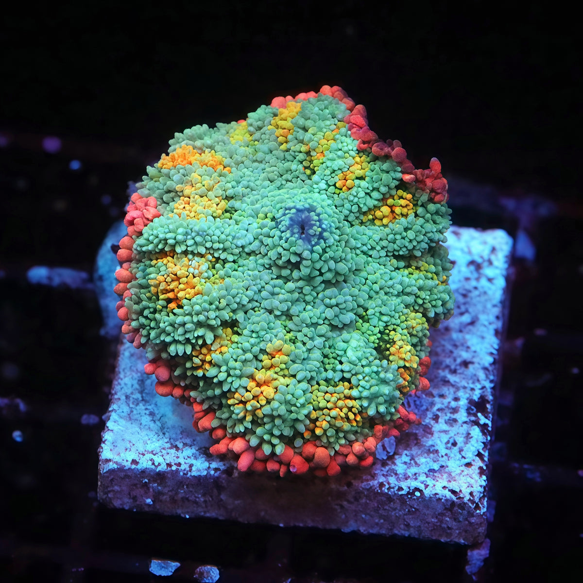 TIA Coyote Canyon Frankenstein Mushroom - Live Softies Coral for Sale | TIA Coral