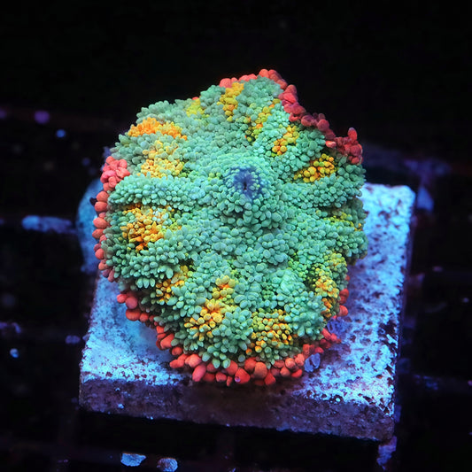 TIA Coyote Canyon Frankenstein Mushroom - Live Softies Coral for Sale | TIA Coral