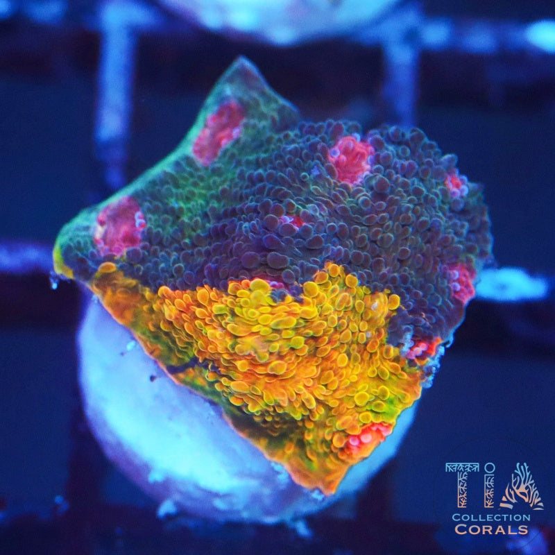 Crayola Meltdown Chalice - Live LPS Coral for Sale | TIA Coral