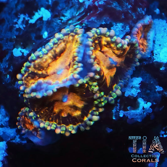 Date Night Zoanthids Frag - Live Softies Coral for Sale | TIA Coral