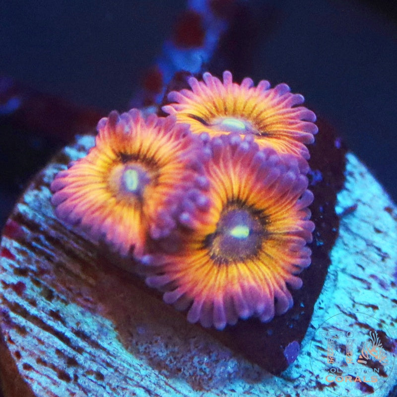 TIA Daydream Zoanthids Frag - Live Softies Coral for Sale | TIA Coral