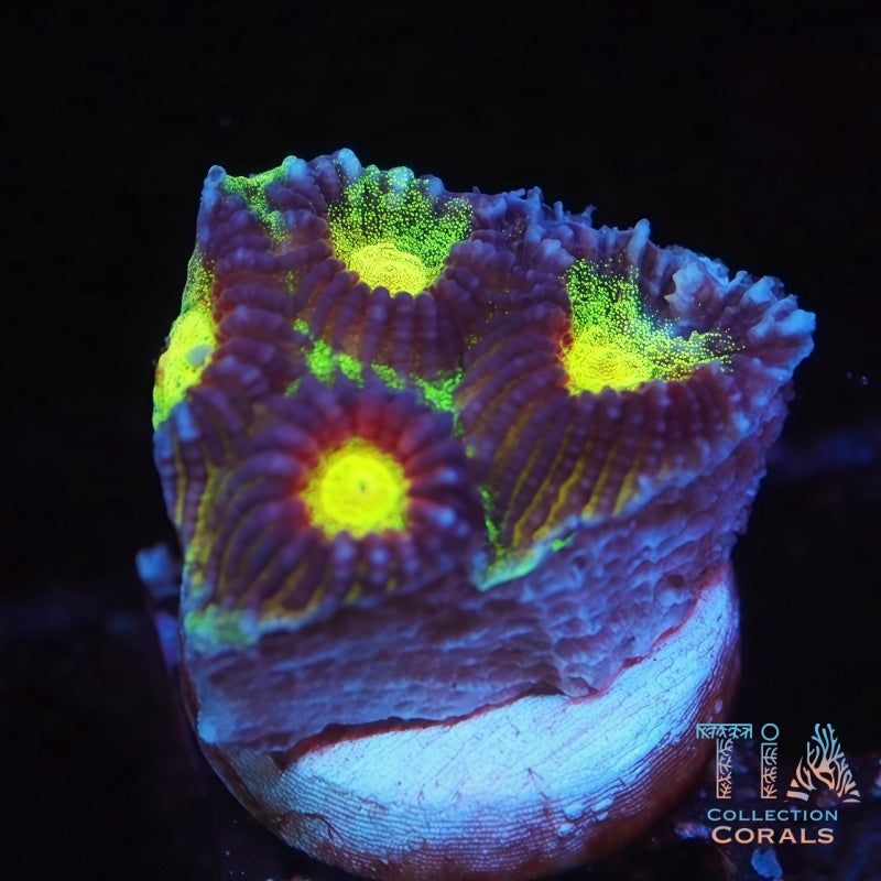 Diversity Favia Frag - Live LPS Coral for Sale | TIA Coral