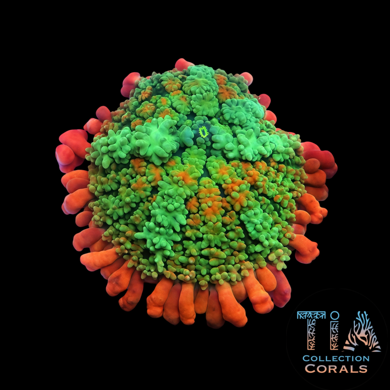 TIA Ecto Burst Frankenstein Mushroom - Live Softies Coral for Sale | TIA Coral