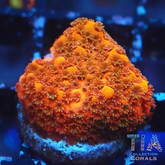 EEC Sunburst Montipora Frag - Live SPS Coral for Sale | TIA Coral