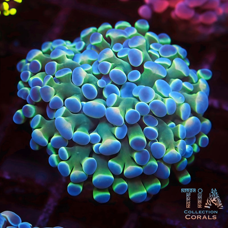 Electric Blue Rainbow Hammer Frag - Live LPS Coral for Sale | TIA Coral