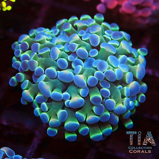 Electric Blue Rainbow Hammer Frag - Live LPS Coral for Sale | TIA Coral