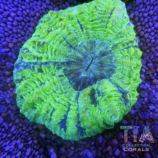 TIA Electric Lime Acanthophyllia - Live LPS Coral for Sale | TIA Coral