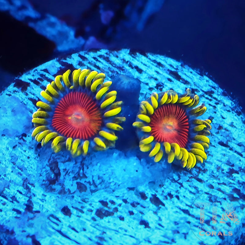 Electric Shocktopus Zoanthids Frag - Live Softies Coral for Sale | TIA Coral