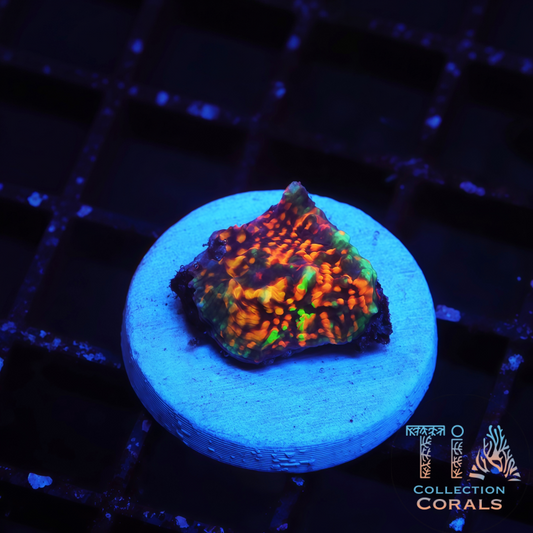 TIA Ember Sparks Chalice - Live LPS Coral for Sale | TIA Coral