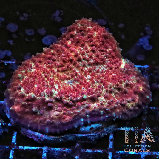 TIA Fira Reserve Bubble Chalice Colony (cut to order) - Live LPS Coral for Sale | TIA Coral