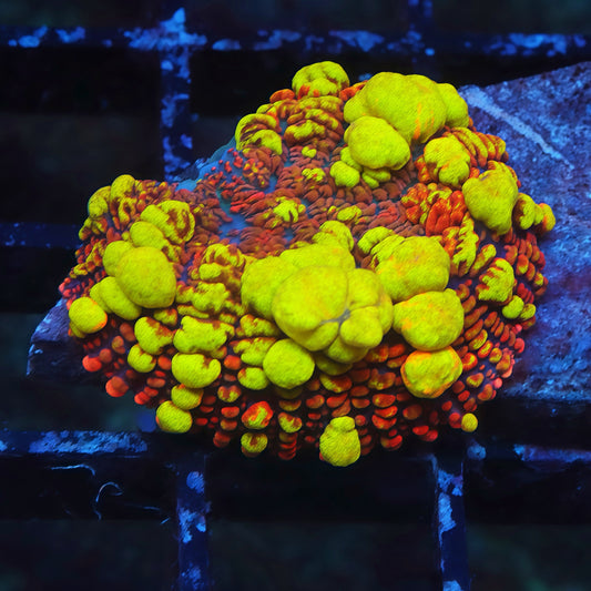 TIA Fire Goblin Bounce Mushroom - Live Softies Coral for Sale | TIA Coral