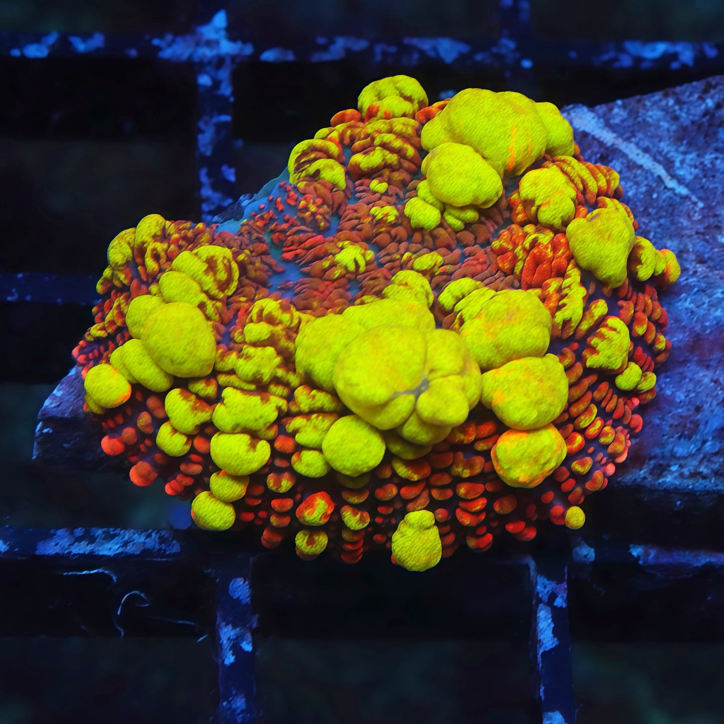 TIA Fire Goblin Bounce Mushroom - Live Softies Coral for Sale | TIA Coral