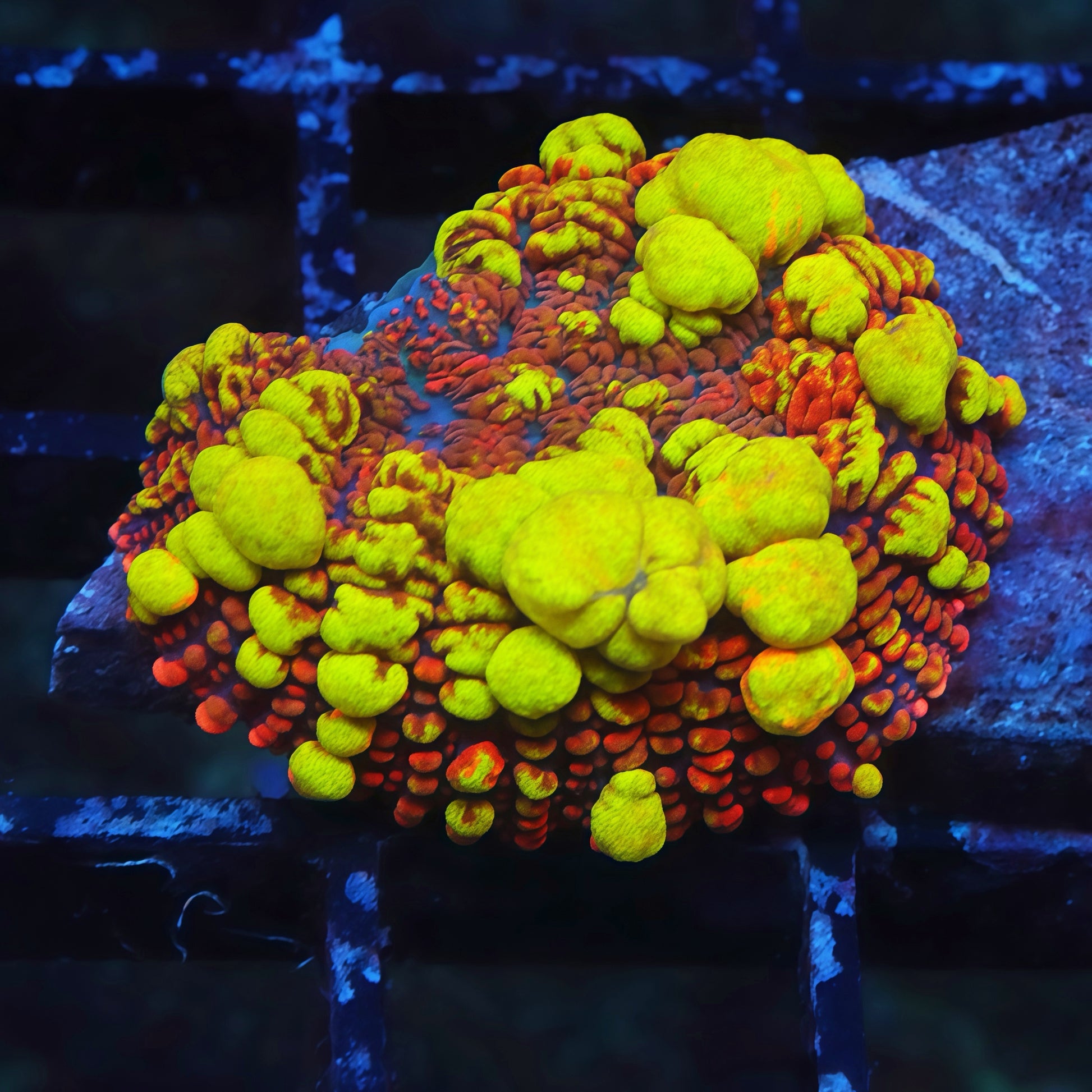 TIA Fire Goblin Bounce Mushroom - Live Softies Coral for Sale | TIA Coral