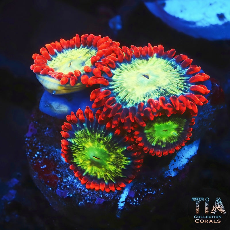 Fireball Zoanthids Frag - Live Softies Coral for Sale | TIA Coral