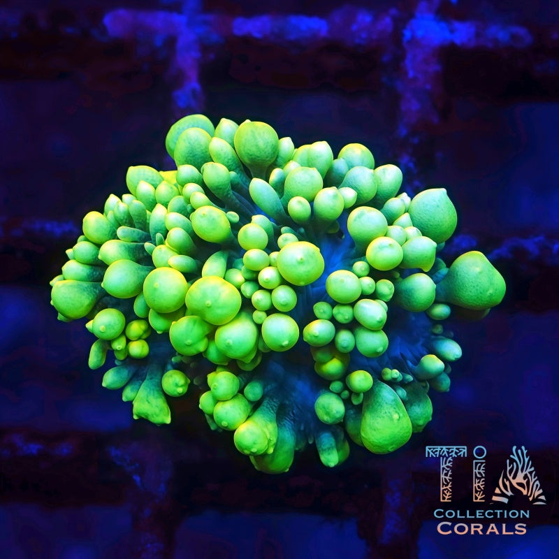 TIA First Chapter (Unknown Species) - Live LPS Coral for Sale | TIA Coral