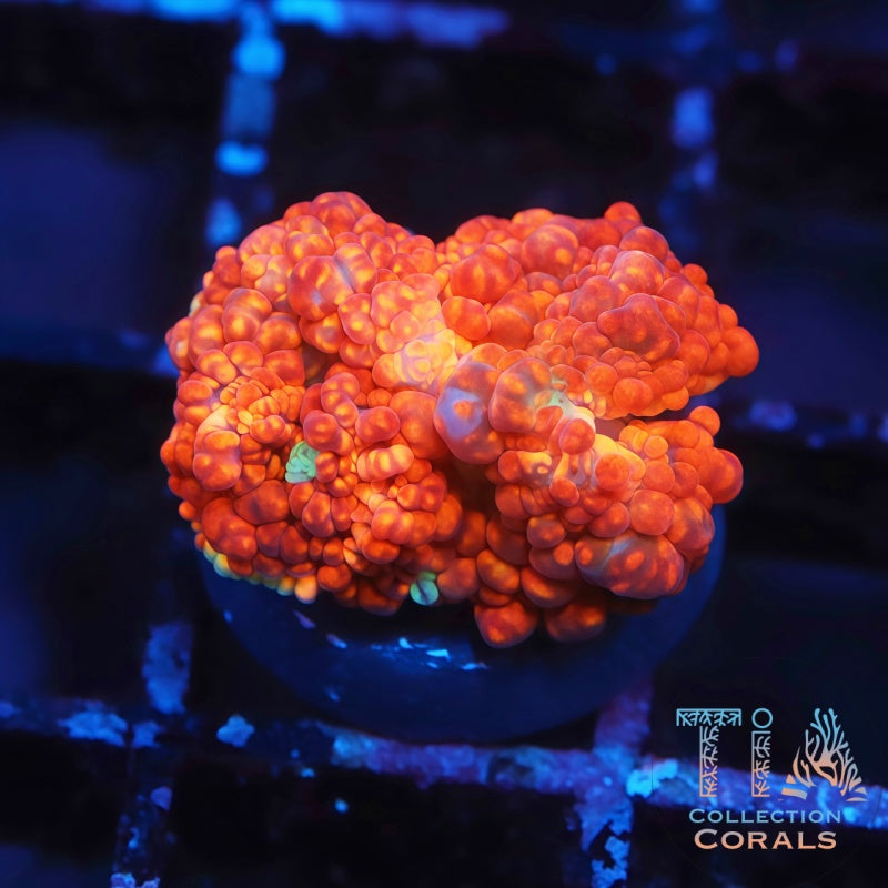TIA Flamethrower Bounce Mushroom - Live Softies Coral for Sale | TIA Coral