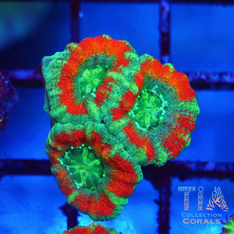 TIA Flaming Guava Rainbow Acan Frag - Live LPS Coral for Sale | TIA Coral