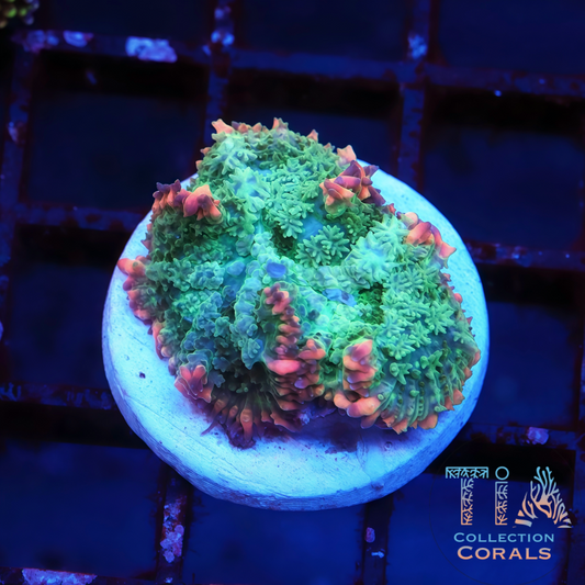 Frankenstein Mushroom - Live Softies Coral for Sale | TIA Coral