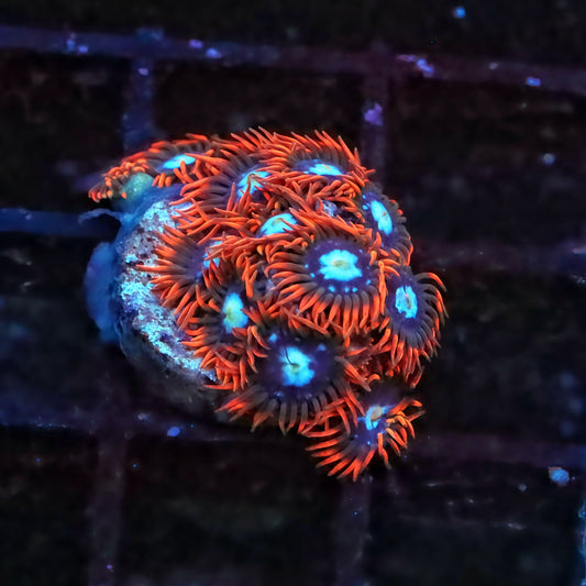 Frost Fire Zoanthids Frag - Live Softies Coral for Sale | TIA Coral