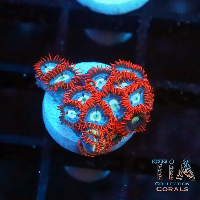 Frost Fire Zoanthids Frag - Live Softies Coral for Sale | TIA Coral