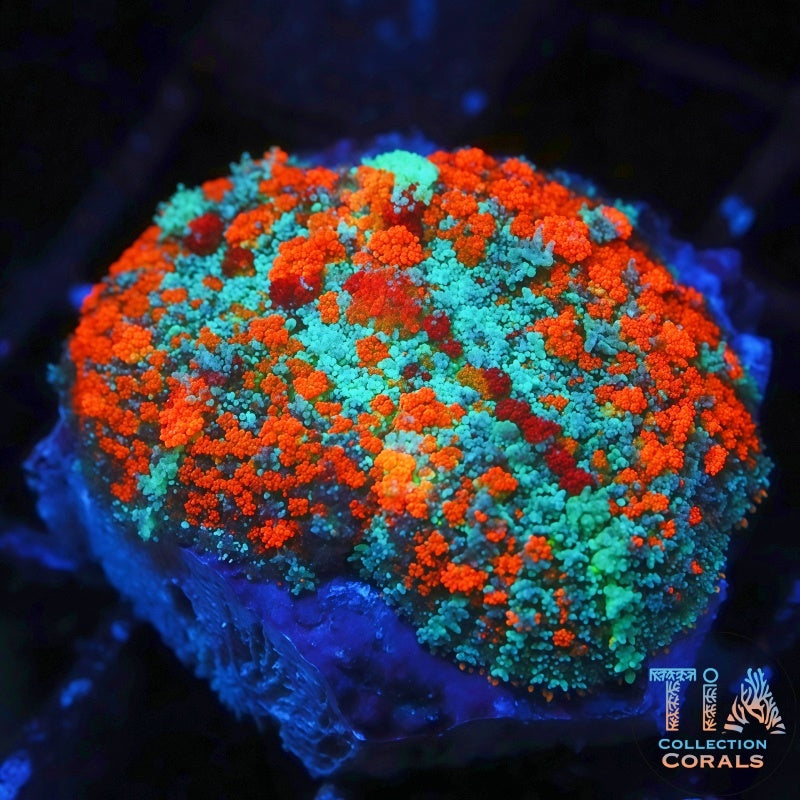 TIA Frostfire Symphony Bounce Mushroom - Live Softies Coral for Sale | TIA Coral