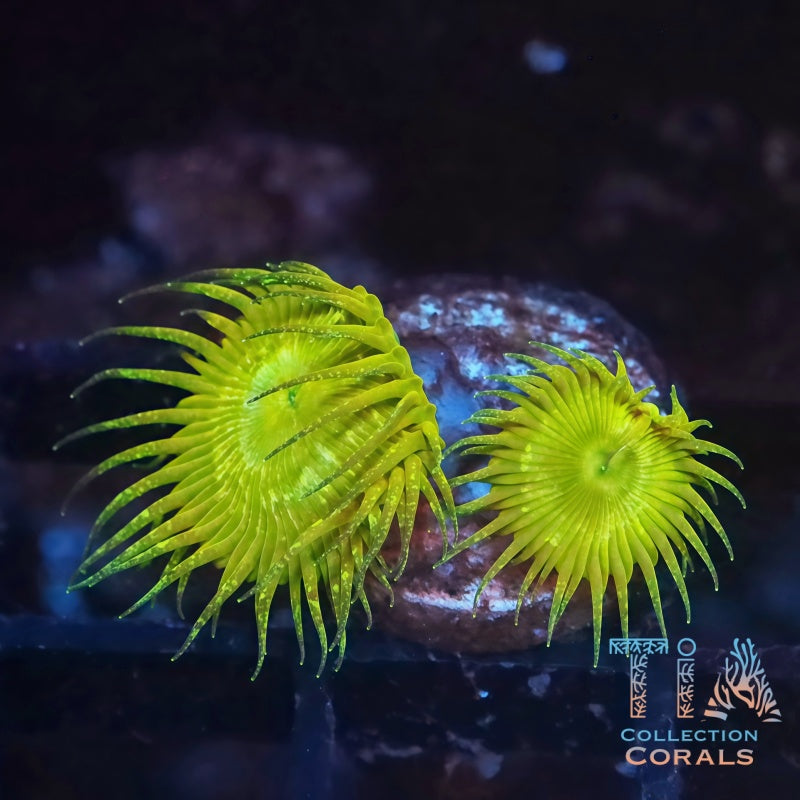 Rare Glitter Palythoas Frag - Live Softies Coral for Sale | TIA Coral