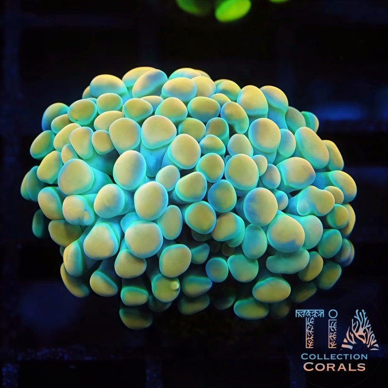 Gold and Green Branching Hammer Frag - Live LPS Coral for Sale | TIA Coral