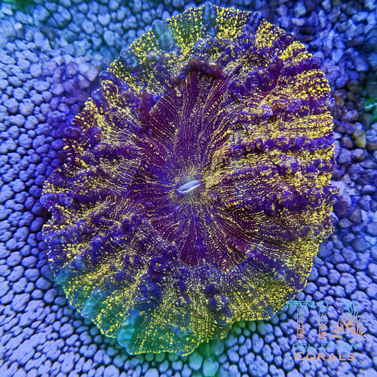 TIA Gold Dust Galaxy Acanthophyllia - Live LPS Coral for Sale | TIA Coral