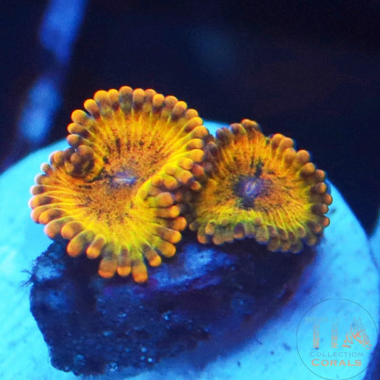 Gold Maul Zoanthids Frag - Live Softies Coral for Sale | TIA Coral