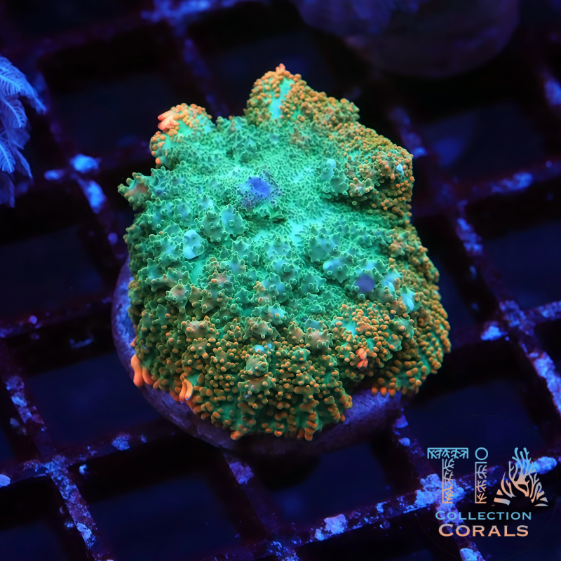 TIA Gold Rim Jade Bounce Mushroom - Live Softies Coral for Sale | TIA Coral