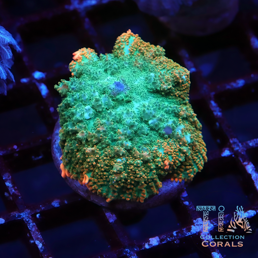 TIA Gold Rim Jade Bounce Mushroom - Live Softies Coral for Sale | TIA Coral